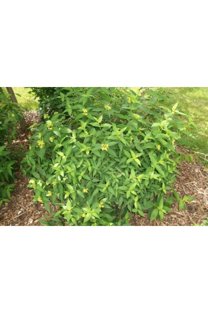 Лоніцера камчатська Югана 